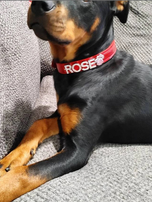 Bling custom collar for pets.