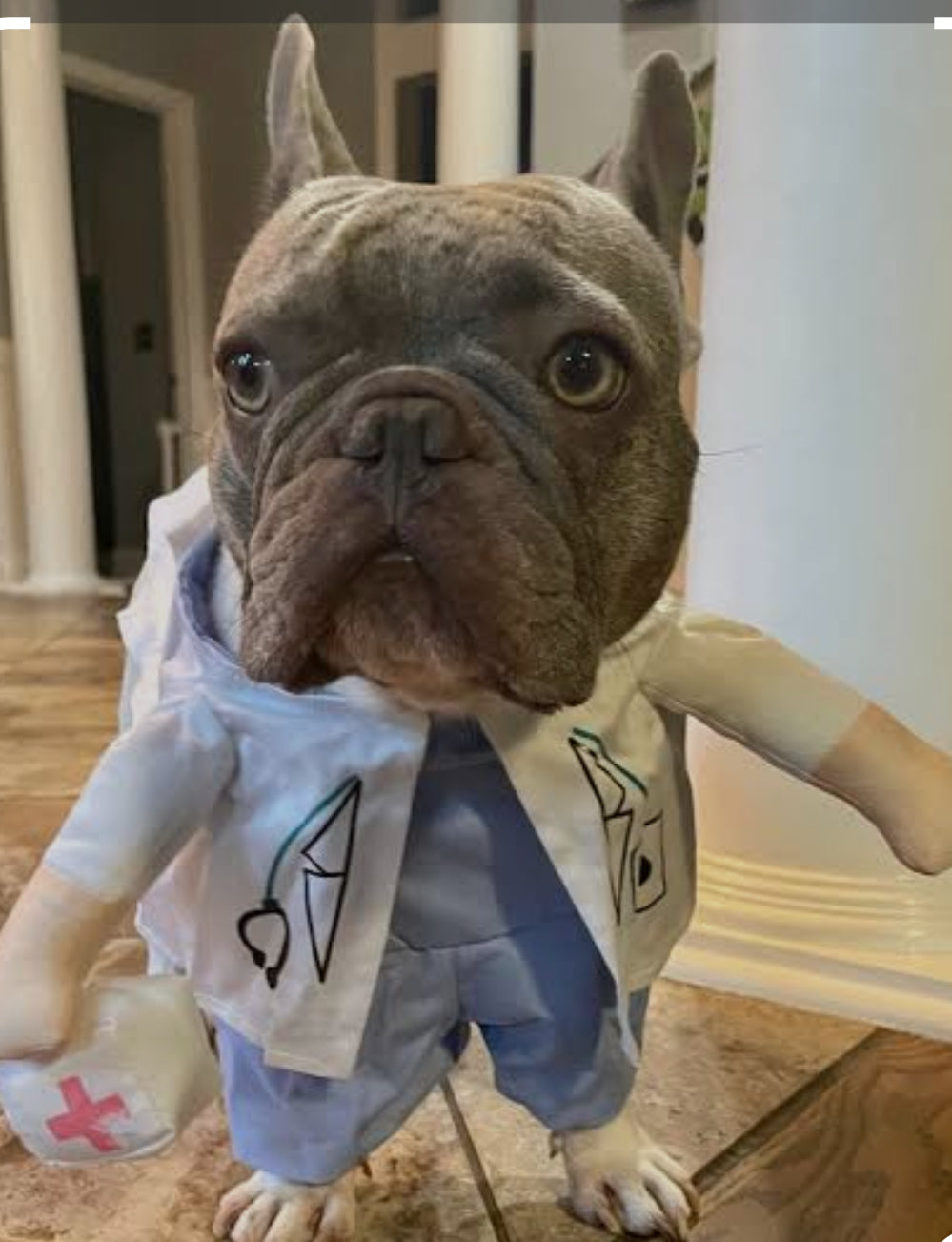 Pet costume Doctor