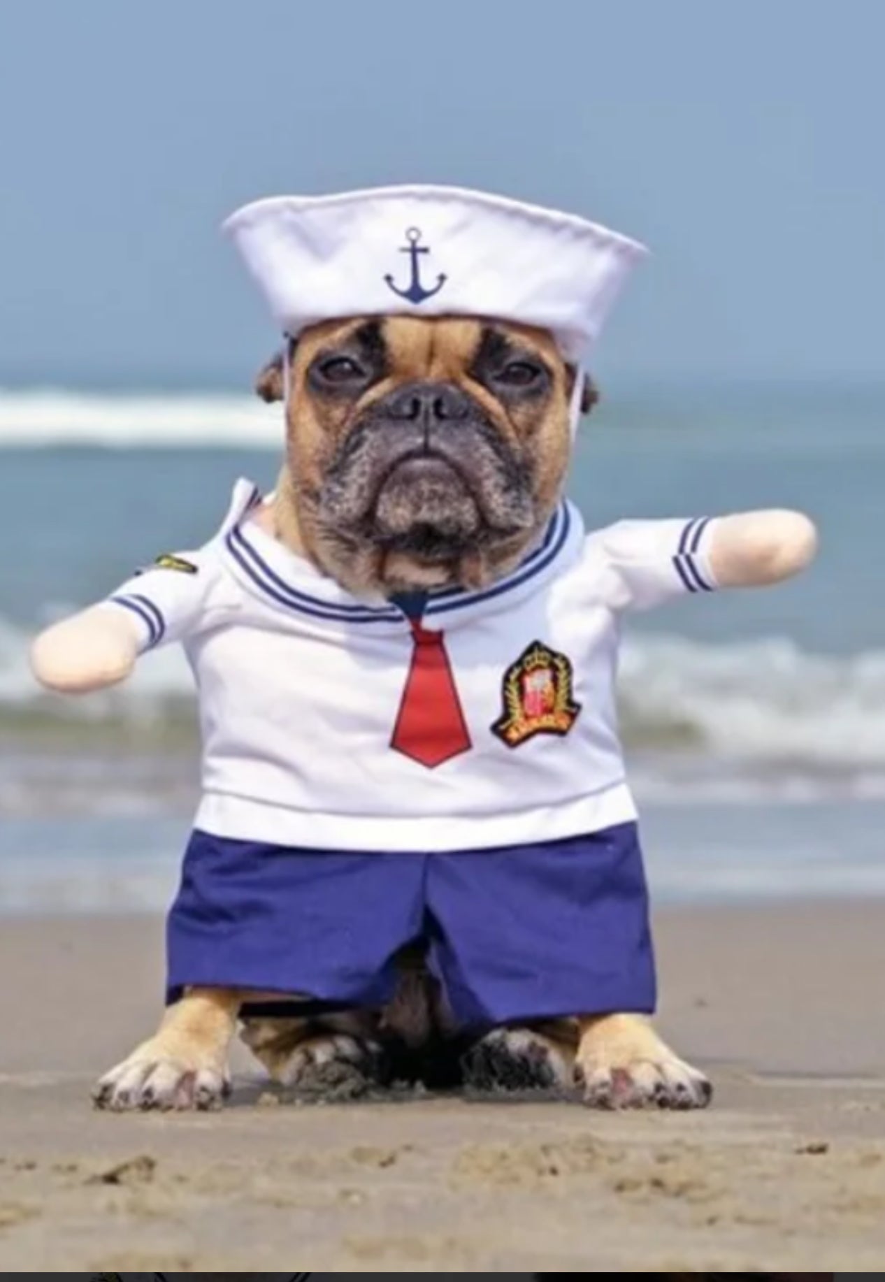 Sailor pet costume