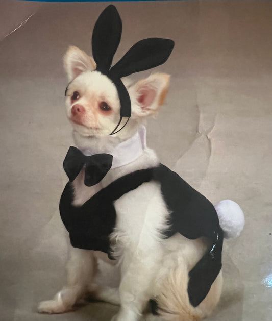 Party Bunny