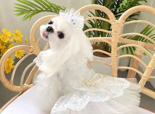 Pet Wedding Dress